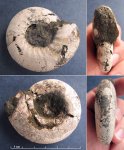 Craspedites cf. okensis