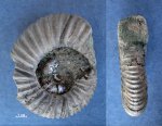 Virgatites pallasianus