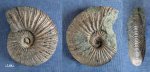 Virgatites virgatus