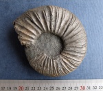 Virgatites virgatus