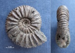 Небольшой Virgatites pallasianus