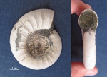 Ребристый Kachpurites fulgens