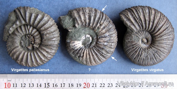 Virgatites, Virgatites virgatus, Virgatites pallasianus, Virgatitidae, Virgatitinae