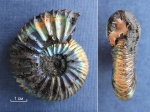 Virgatites pallasianus с перламутром