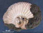 Фрагмент Epivirgatites sp.