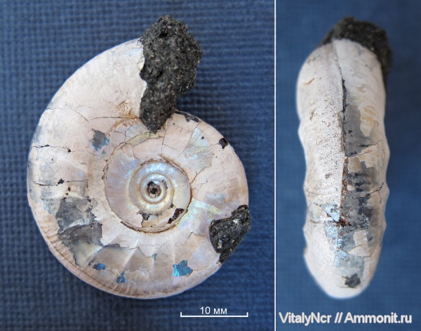 Kachpurites, Kachpurites fulgens, Volgian