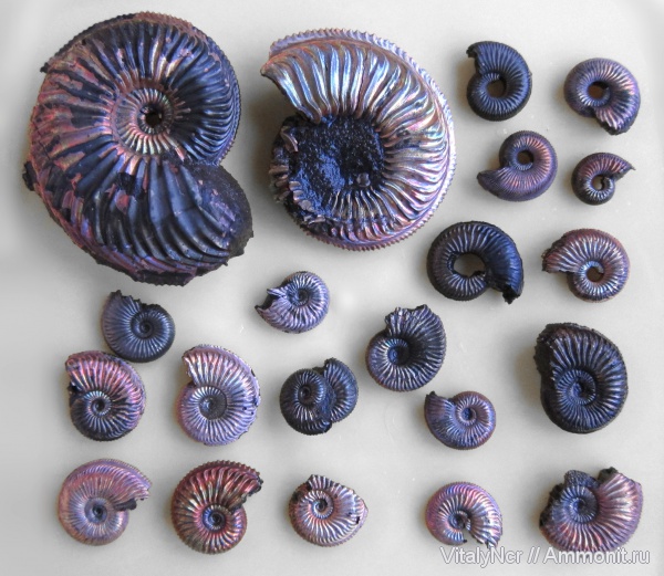 Amoeboceras, Amoeboceras alternans, Amoeboceras alternoides