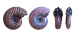 Amoeboceras alternoides и ?