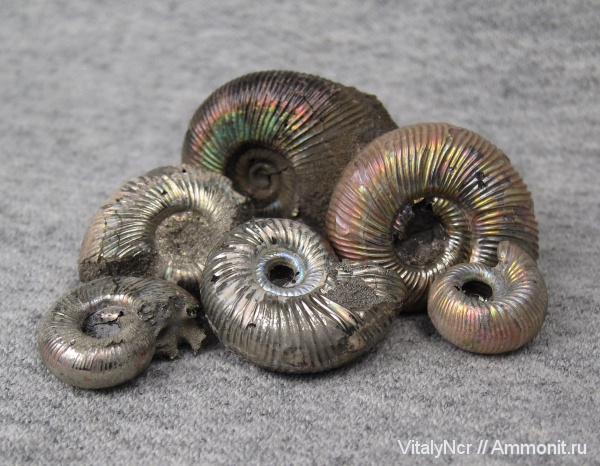 Perisphinctidae, Subdiscosphinctes