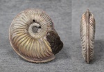 Amoeboceras alternoides покрупнее