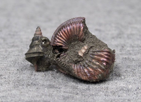 Amoeboceras, Cardioceratidae, Aporrhaidae, Bicorempterus