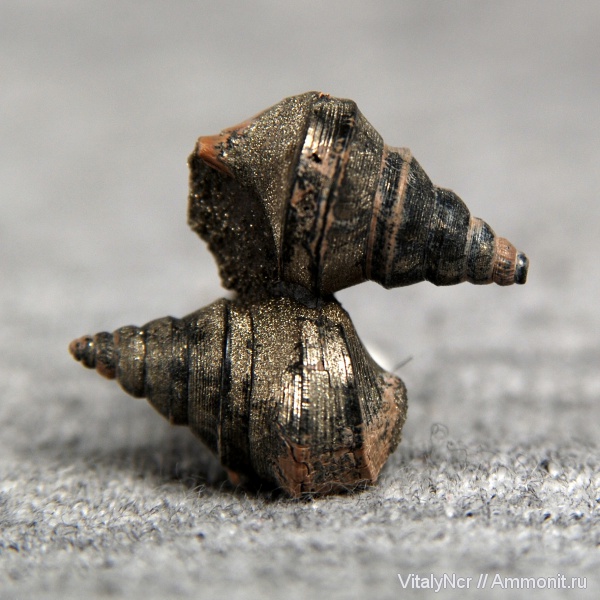Aporrhaidae, Bicorempterus