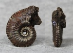 Kosmoceras sp.