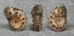 Kosmoceras sp.