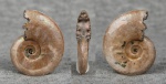 Brightia subinvoluta (Bonarelli)