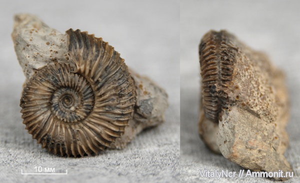 Stephanoceratidae, Pseudogarantiana, Pseudogarantiana dichotoma
