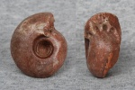 Metalegoceras tschernyschewi Karpinsky, 1889