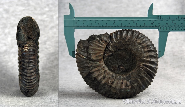 Virgatites, Virgatites crassicostatus, Virgatitidae, Virgatitinae