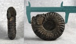 Virgatites crassicostatus Mitta 1987