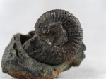 Маленький Dorsoplanites panderi Маленький Dorsoplanites panderi