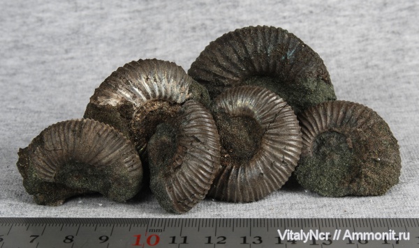 Epivirgatites, Epivirgatites bipliciformis, Dorsoplanitidae, Dorsoplanitinae