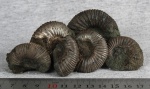 Epivirgatites spp. из Еганово