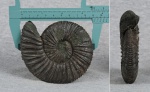 Virgatites virgatus