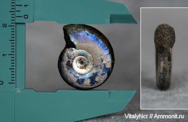 Kachpurites, Kachpurites fulgens, Volgian
