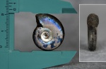 Kachpurites fulgens из Еганово