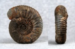 Dorsoplanites panderi