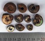 Craspedites spp. из Мильково