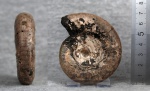 Макроконх Kachpurites fulgens