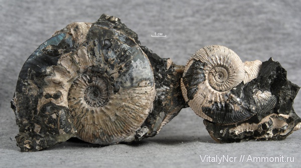Kosmoceras, Kosmoceras jason