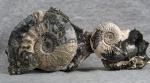 Kosmoceras jason - макроконх и микроконх