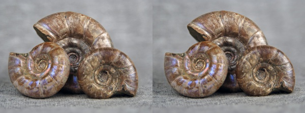 Eogaudryceras, 3D-изображения, Gaudryceratidae, Eotetragonites, стереофотографии