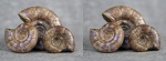 Eogaudryceras (Eotetragonites) с Мадагаскара (стереофото)