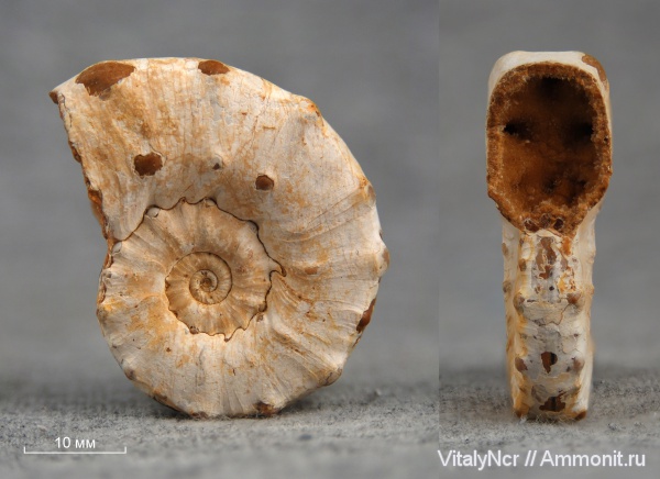 Euaspidoceras, Aspidoceratidae, Aspidoceratinae, Euaspidoceras jeanneti