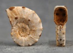 Euaspidoceras jeanneti (Collignon, 1959)