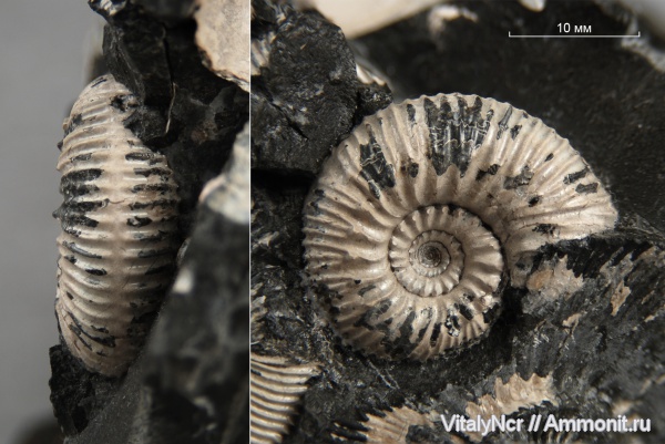 Reineckeia, Reineckeia anceps