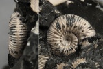 Reineckeia anceps