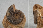Parkinsonia parkinsoni
