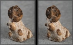 Metalegoceras sogurense (стереофото)