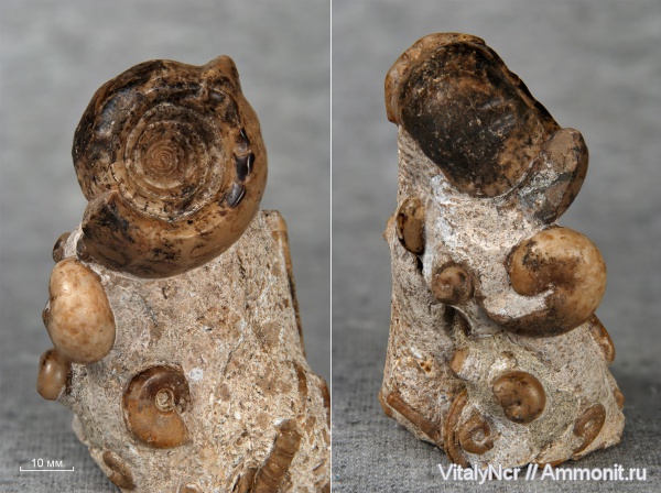 Goniatitida, Metalegoceras sogurense, Metalegoceras