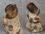 Metalegoceras sogurense razumowskajae (Voinova)