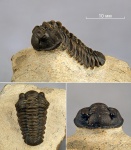 Acastoides zguilmensis Chatteron et al., 2006