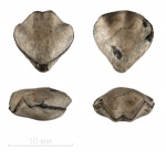 Ювенильная Rhynchonella sp.
