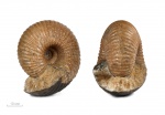 Cadoceras sp.