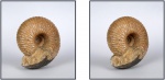 Cadoceras sp. (стереофото)
