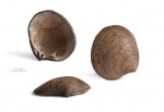 Astarte duboisiana d'Orbigny, 1845