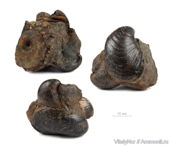 Virgatites, Buchia, Virgatites gerassimovi, Buchia mosquensis, Buchia russiensis, Aucella